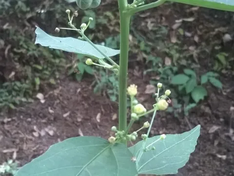 Baliospermum