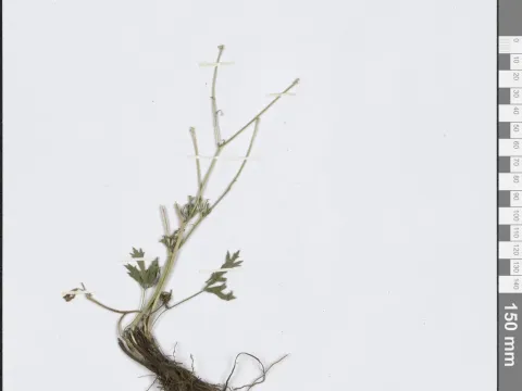 Dissected buttercup