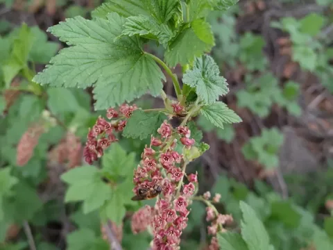 Rock currant