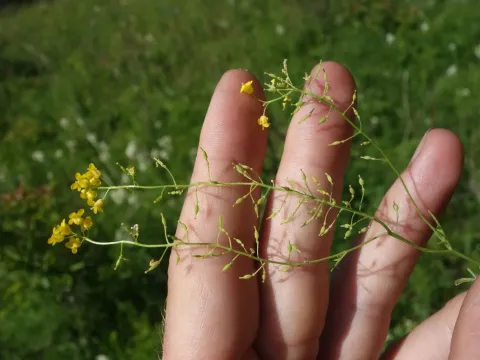 Жерушник короткоплодий