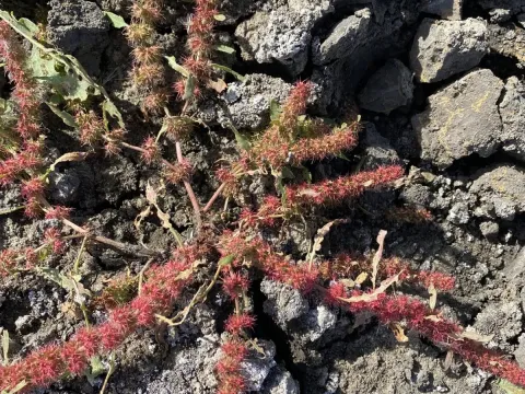 Marshall's sorrel