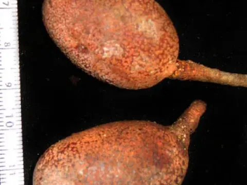 Hymenaea oblongifolia