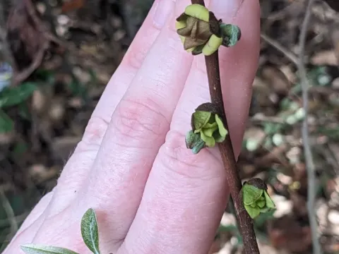 Smallflower pawpaw