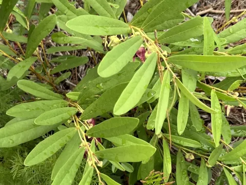 Dwarf pawpaw