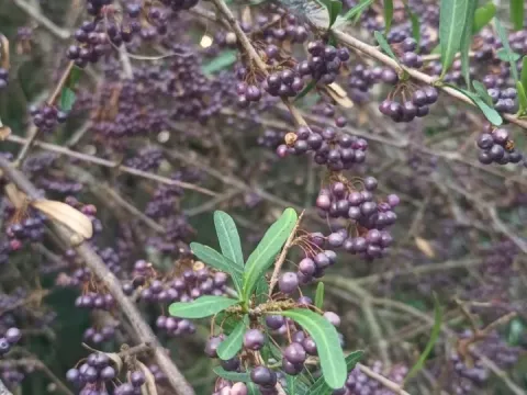 Schinus longifolia