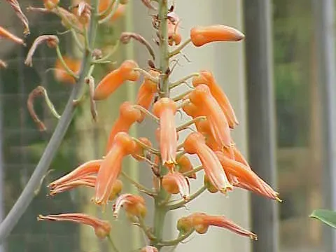 Aloe lateritia