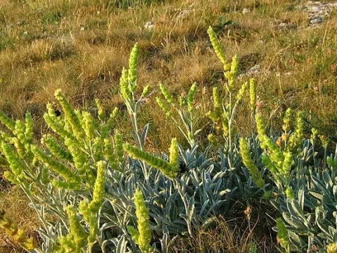 Ironwort