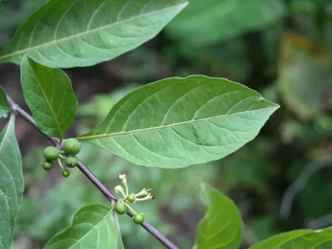 Solanum nudum