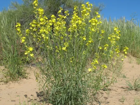 Syrenia montana