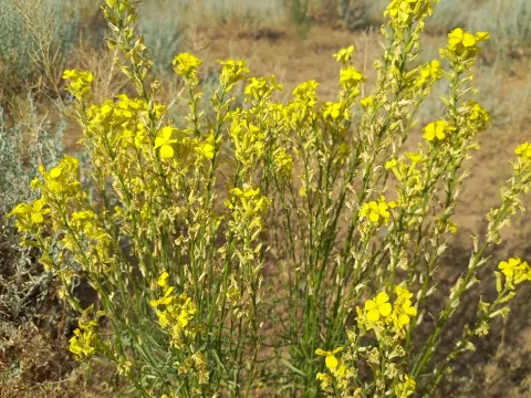 Erysimum siliculosum