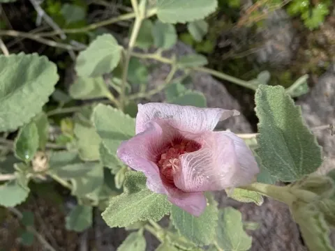 Гібіскус