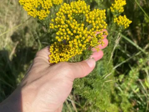Фімаспермум