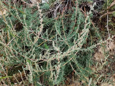 Larch-leaved saltwort