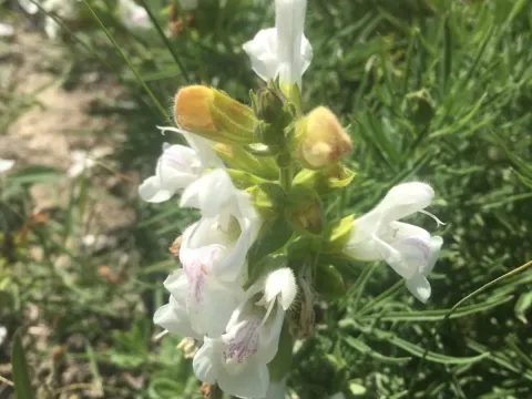 Scabiosa-leaved sage