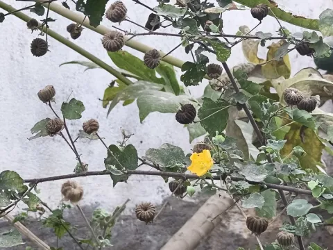Abutilon