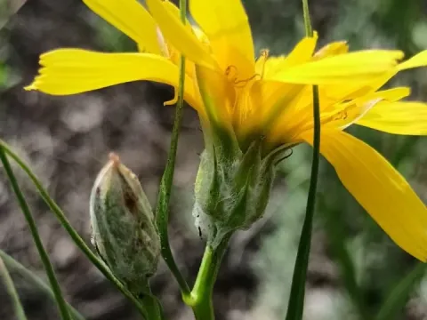 Scorzonera ensifolia