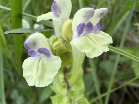 Scutellaria supina