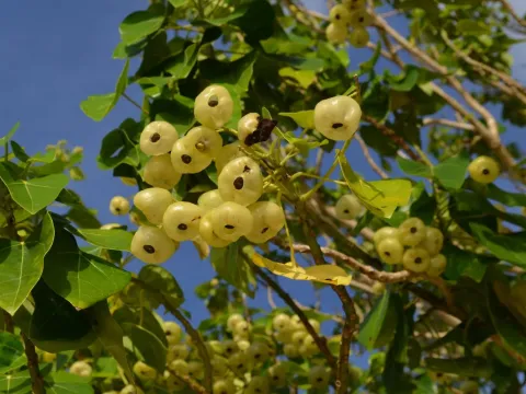 Hernandia sonora