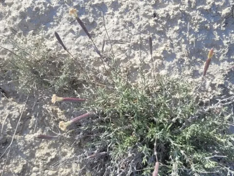 Chalk catchfly