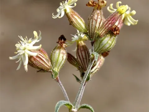 Silene spergulifolia