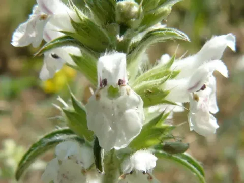 Iberian hedge-nettle