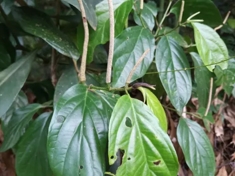 Piper aequale