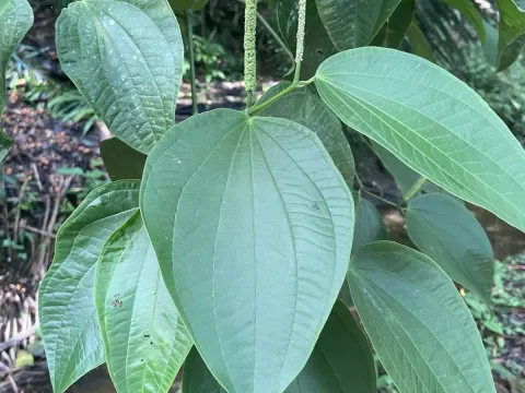 Piper reticulatum