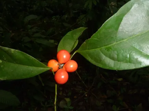 Hyperbaena
