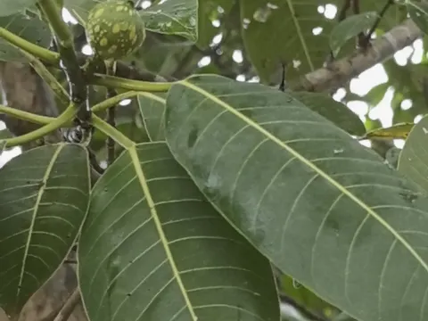 Ficus insipida