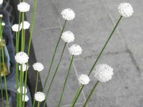 Eriocaulon nudicuspe