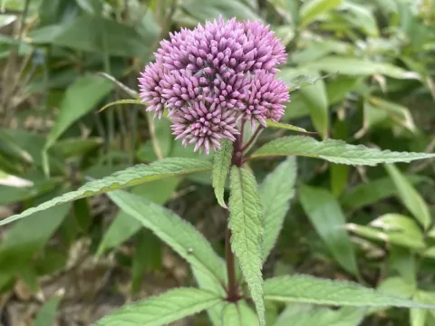 Eupatorium glehnii