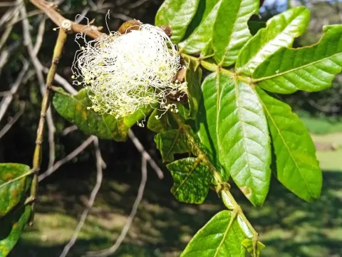 Inga sessilis