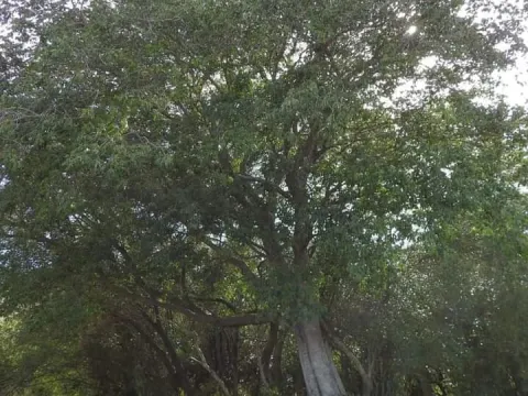 Inga uruguensis