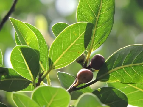 Ficus cestrifolia