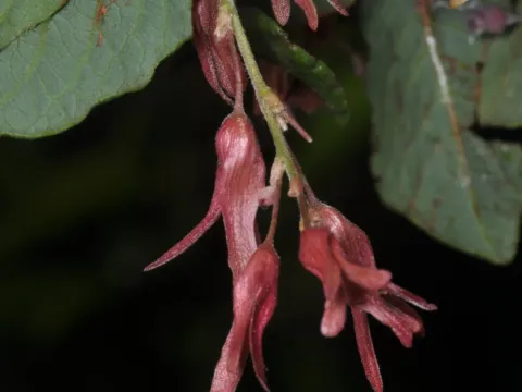 Ruprechtia