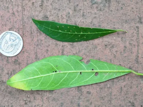 Cola natalensis