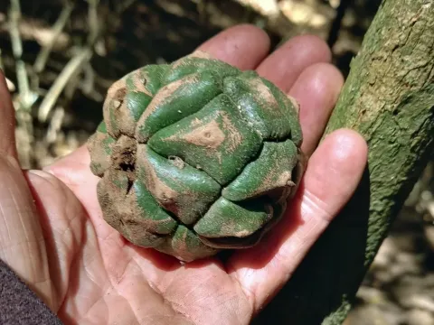 Myrianthus