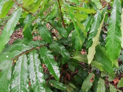 Pancovia