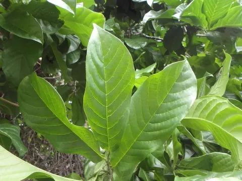 Lettowianthus