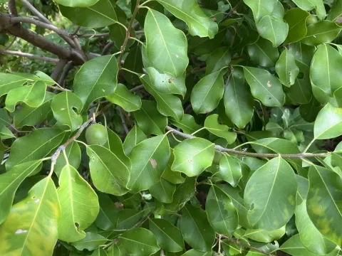 Mimusops obtusifolia
