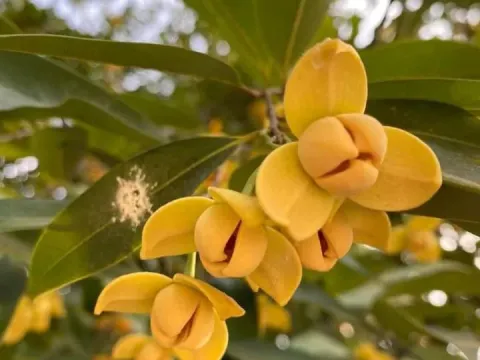 Sphaerocoryne