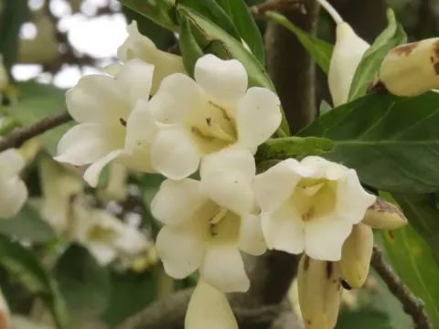 Tricalysia