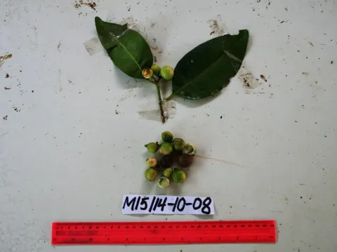 Garcinia cymosa