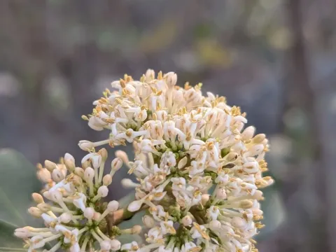 Ixora pavetta