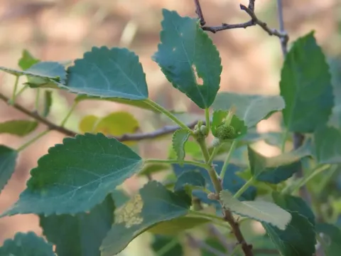 Acalypha fruticosa