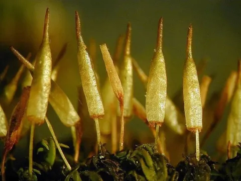 Encalypta