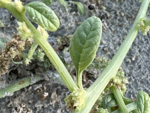Gregg's Amaranth