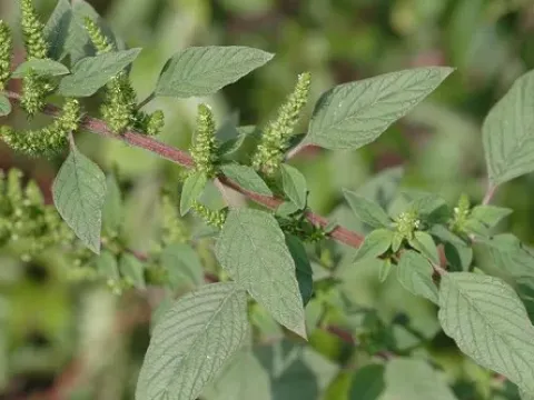 Wright's amaranth