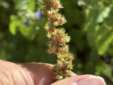 Watson's amaranth