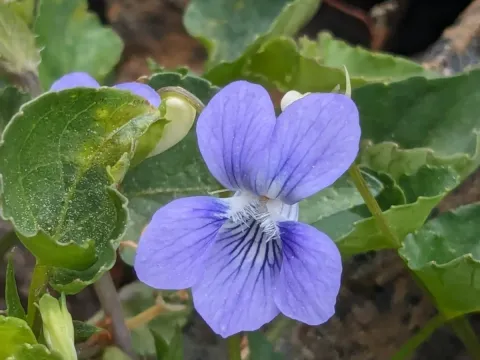 Viola sieheana